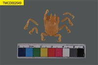 藏品(蜘蛛蟹科)的圖片